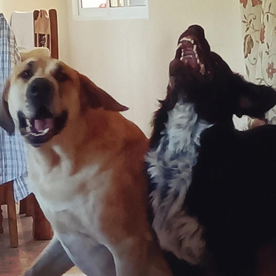 Villa Lobos Lliber Dış mekan fotoğraf