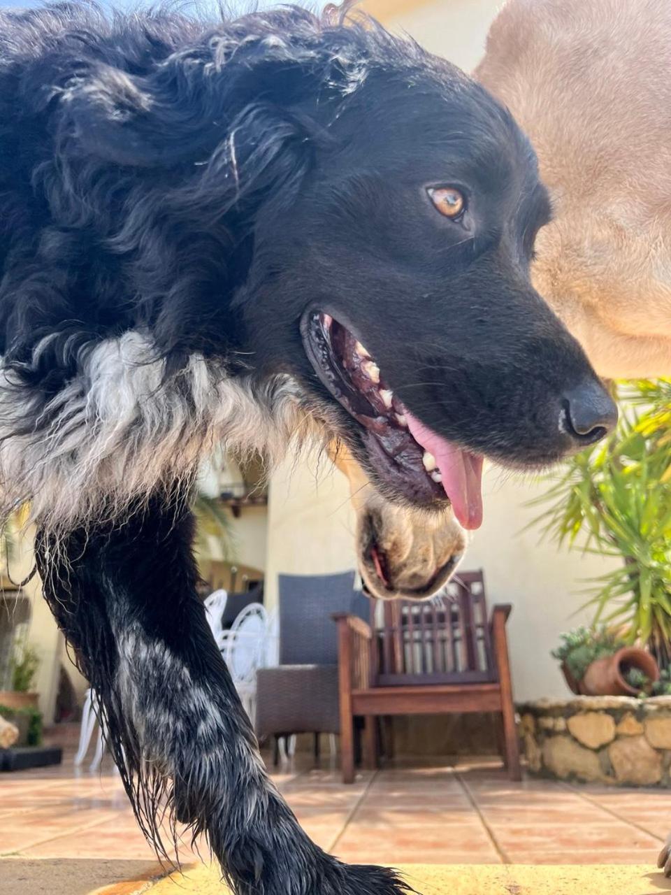 Villa Lobos Lliber Dış mekan fotoğraf